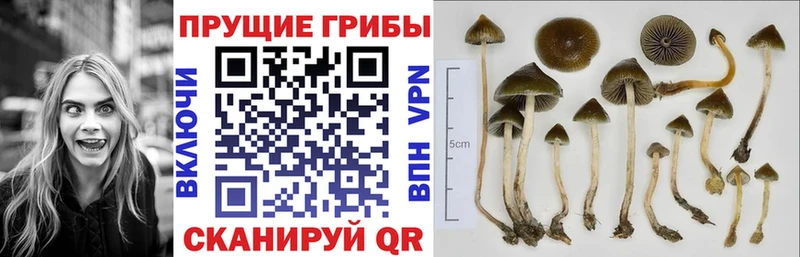Галлюциногенные грибы ЛСД магазин продажи Йошкар-Ола
